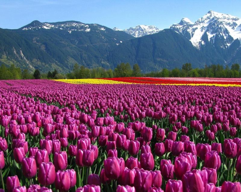 Нежный комплимент от Тункинских садоводов