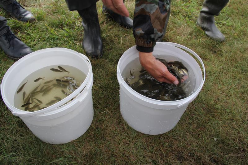 Расти рыбка, большая и маленькая