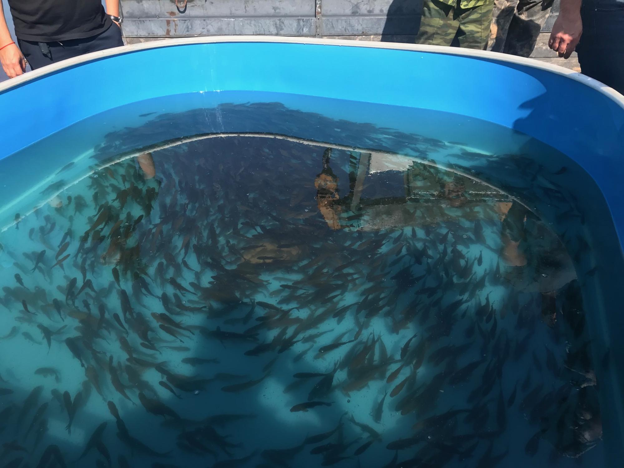 Минсельхоз Бурятии и рыбозавод "Байкал" зарыбляют озеро Торма Минсельхоз Бурятии и рыбозавод "Байкал" зарыбляют озеро Торма