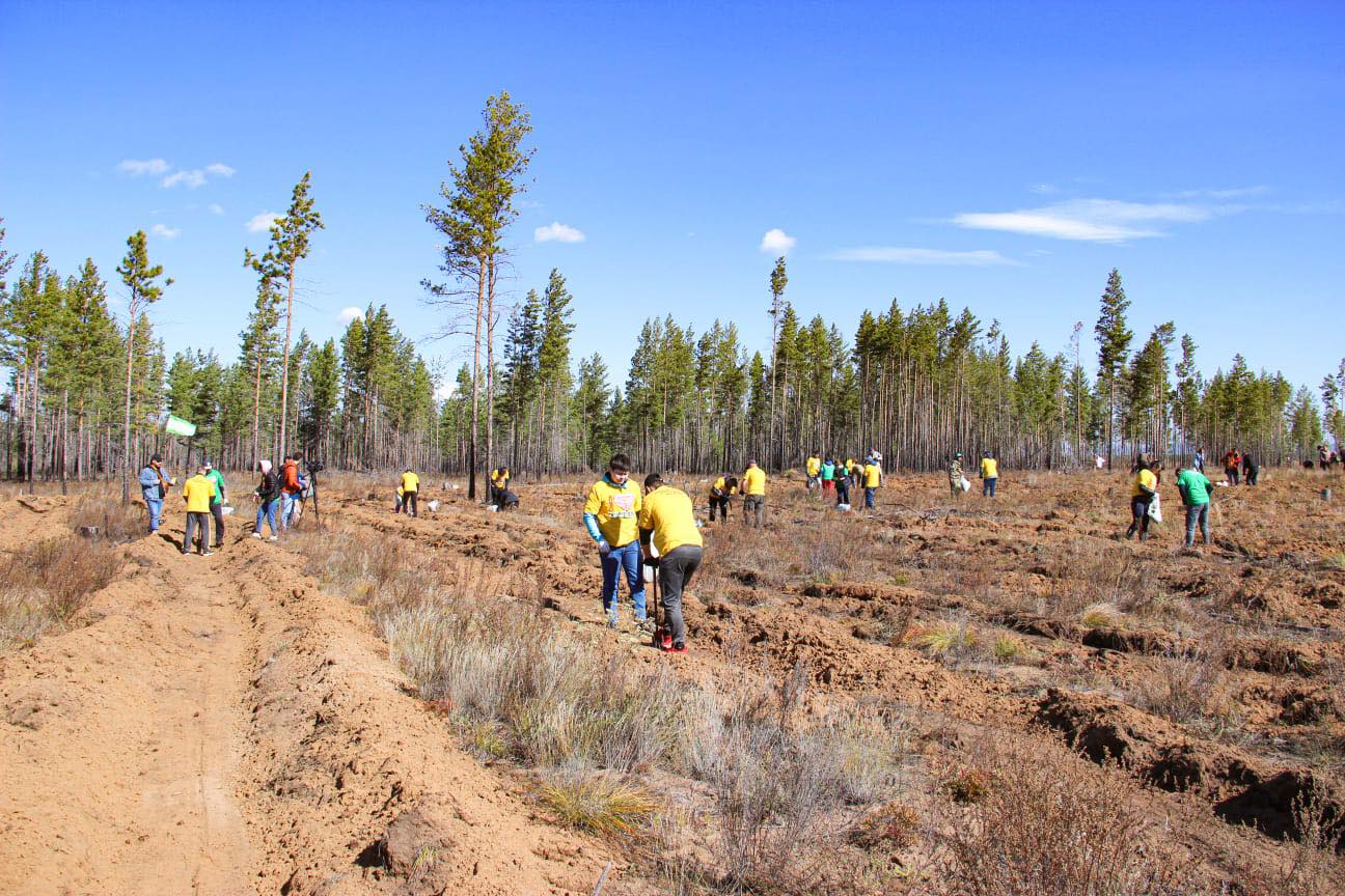 Сохраним лес!