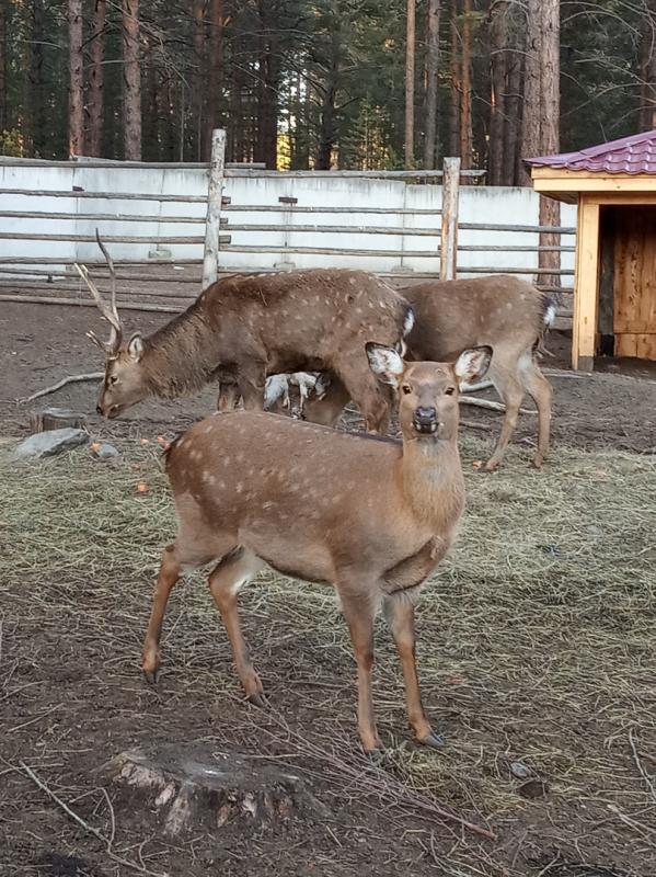 Сибирский «Бэмби» к зиме готов