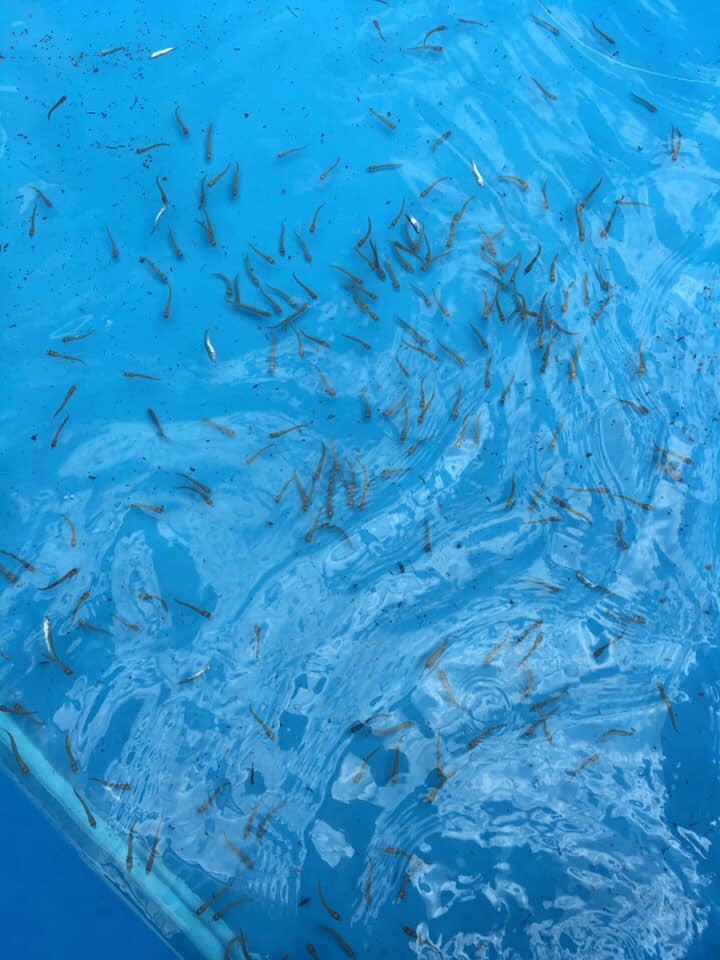 Байкальскому омулю быть! Байкальскому омулю быть!