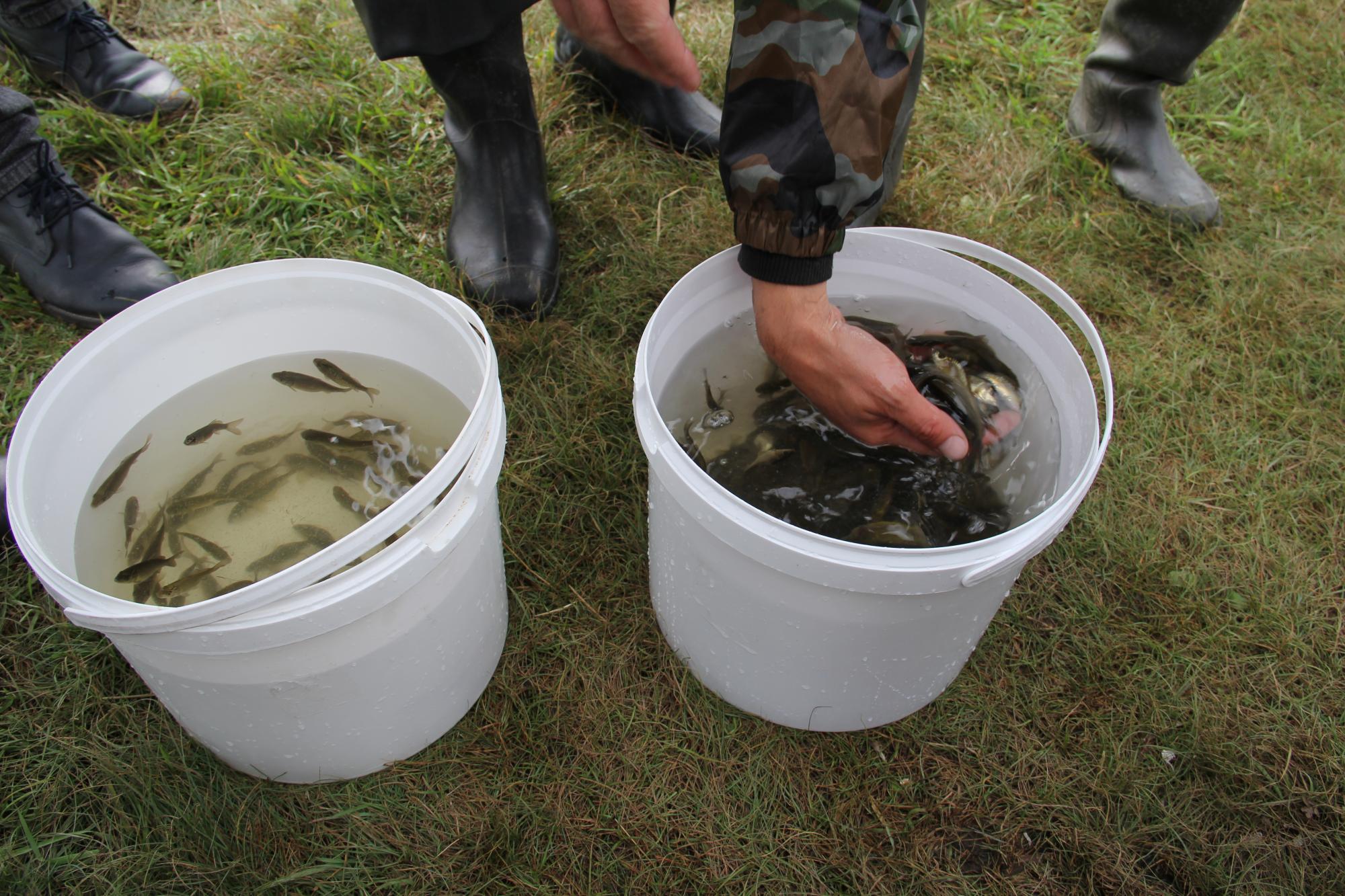 Расти рыбка, большая и маленькая