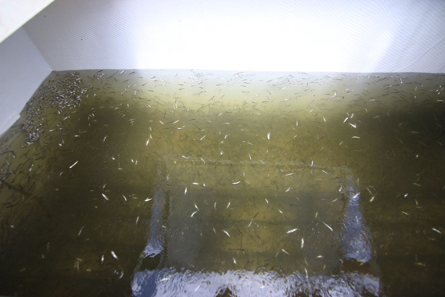 Байкальскому омулю быть!