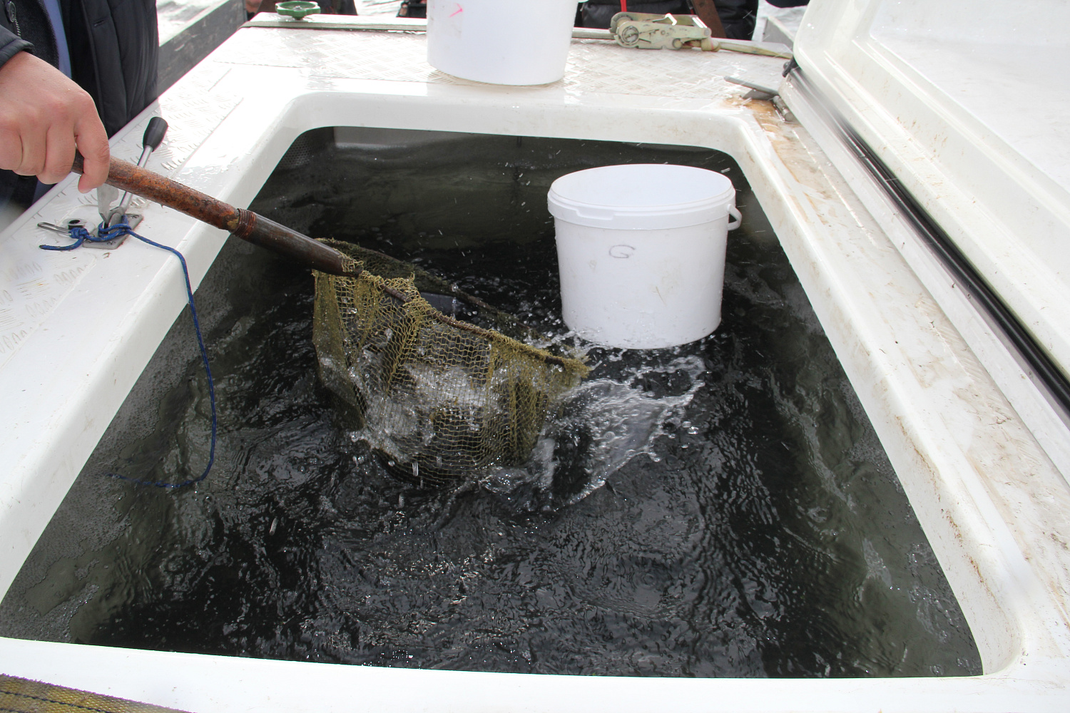 Расти рыбка, большая и маленькая