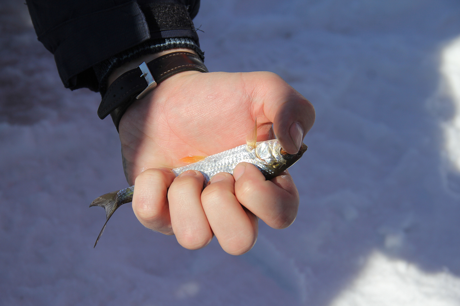 «ЮНЫЙ РЫБАК». Итоги турнира.