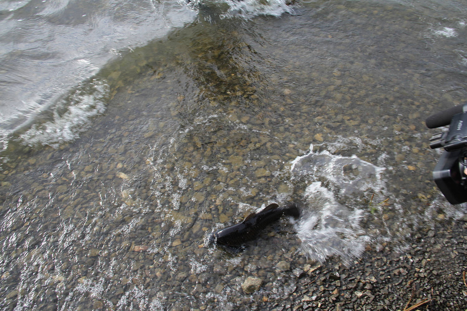 Расти рыбка, большая и маленькая