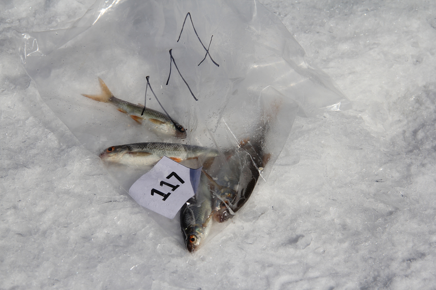 «ЮНЫЙ РЫБАК». Итоги турнира.