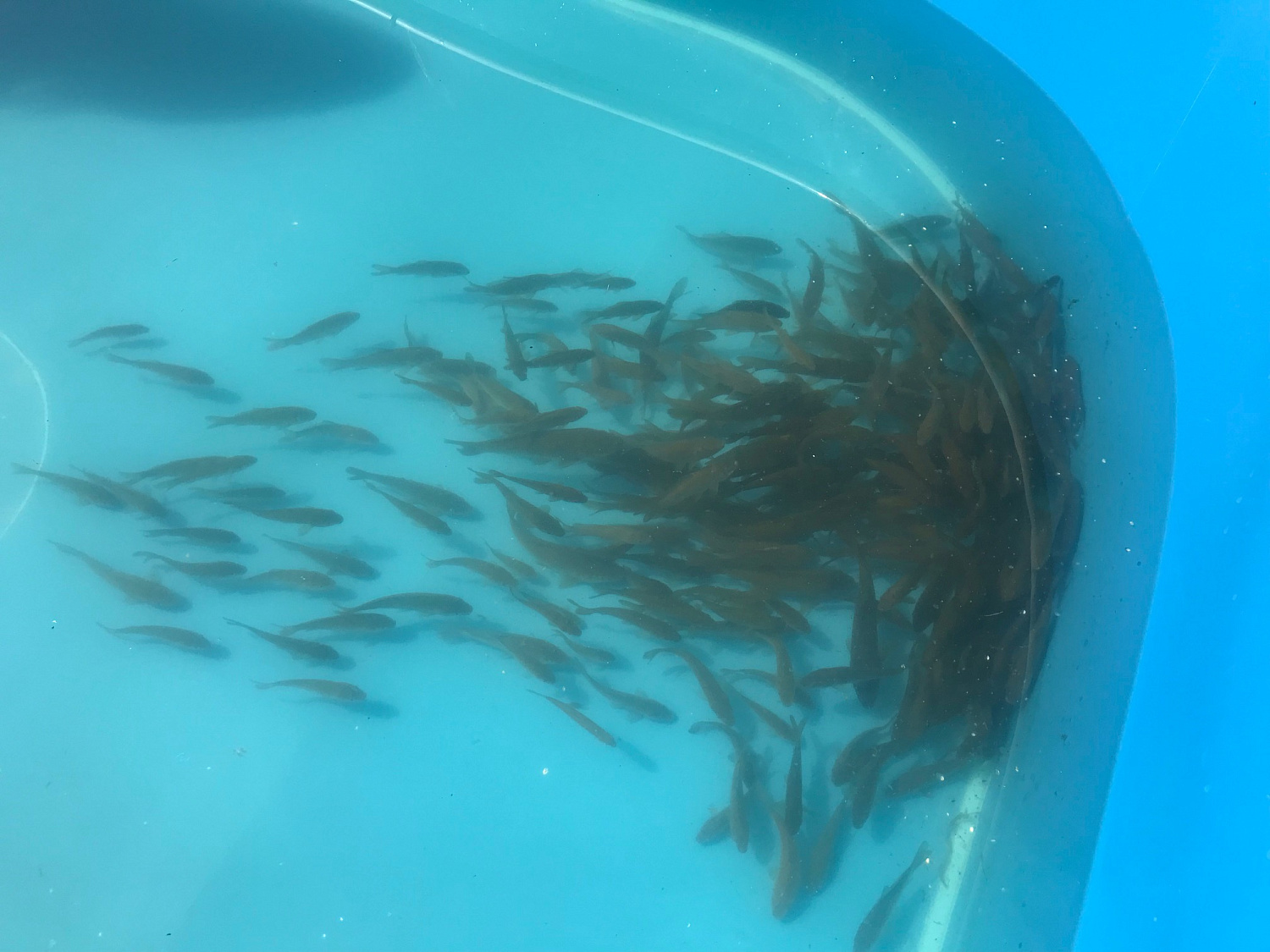 Минсельхоз Бурятии и рыбозавод "Байкал" зарыбляют озеро Торма